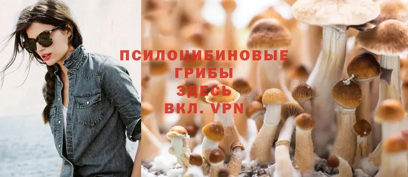 Галлюциногенные грибы Psilocybine cubensis  Ступино 